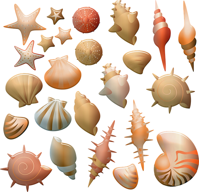 Verschiedene Muscheln als Symbol.
