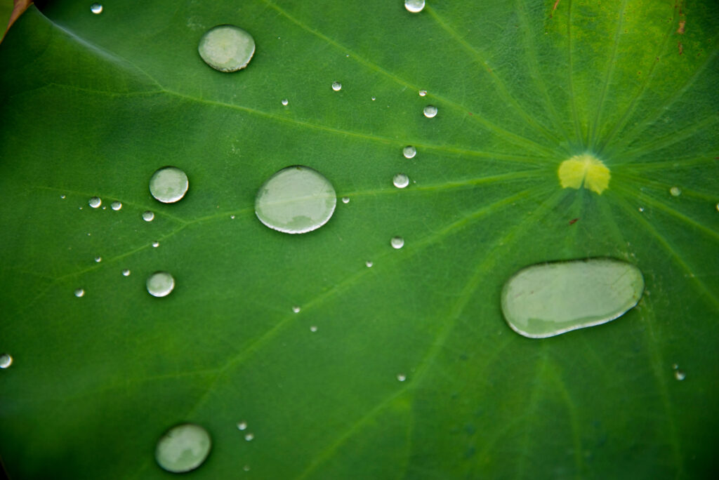 In einer Studie wird das Verhalten von Tropfen auf hydrophoben Oberflächen untersucht.